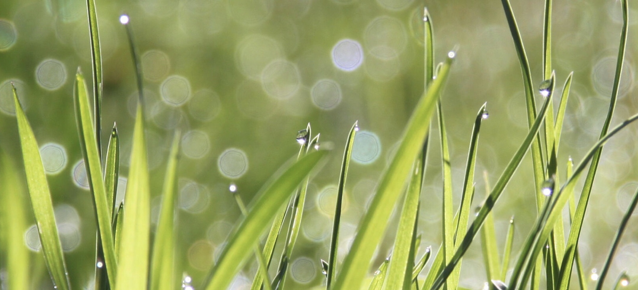 みずみずしい草